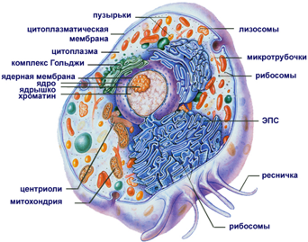 Эукариотическая клетка